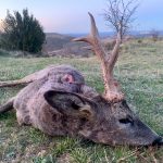 Big game hunting in Spain – driven hunts for wild boar, red deer and mouflon"
