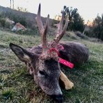 Big game hunting in Spain – driven hunts for wild boar, red deer and mouflon"