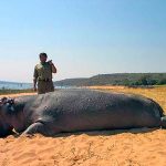 "Big game hunting in Zimbabwe – elephants, lions and classic safaris"