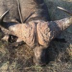"Big game hunting in Zimbabwe – elephants, lions and classic safaris"