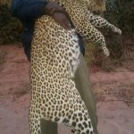 "Big game hunting in Zimbabwe – elephants, lions and classic safaris"