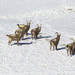 Hunting in Kyrgyzstan – ibex, marco polo sheep and Tian Shan mountains"