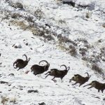 Hunting in Kyrgyzstan – ibex, marco polo sheep and Tian Shan mountains"