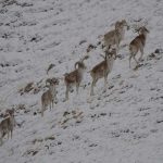 Hunting in Kyrgyzstan – ibex, marco polo sheep and Tian Shan mountains"