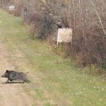 Hunting safaris in Hungary – wild boars, roe deer and red stags"