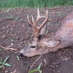Hunting safaris in Hungary – wild boars, roe deer and red stags"