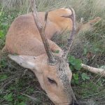 "Hunting in Russia – bears, moose and Siberian hunting"