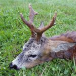 "Hunting in Poland – red deer, wild boars and wolves"