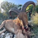 Big game hunting in Spain – driven hunts for wild boar, red deer and mouflon"