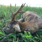 Hunting safaris in Hungary – wild boars, roe deer and red stags"