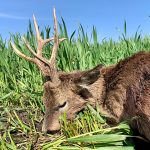 Hunting safaris in Hungary – wild boars, roe deer and red stags"