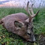 Hunting safaris in Hungary – wild boars, roe deer and red stags"
