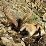 Big game hunting in Spain – driven hunts for wild boar, red deer and mouflon"