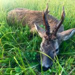 "Hunting in Poland – red deer, wild boars and wolves"
