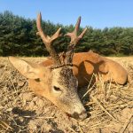 "Hunting in Poland – red deer, wild boars and wolves"