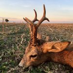 "Hunting in Poland – red deer, wild boars and wolves"