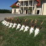 "Hunting in Poland – red deer, wild boars and wolves"