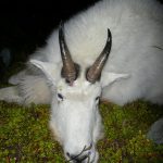 "Hunting in the United States – deer, bears and moose"