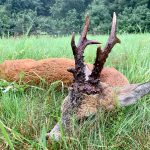 "Hunting in Poland – red deer, wild boars and wolves"
