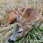 "Hunting in Poland – red deer, wild boars and wolves"