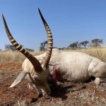 "Hunting safaris in South Africa – rhinos, buffalos and antelopes"