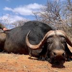 "Hunting safaris in South Africa – rhinos, buffalos and antelopes"