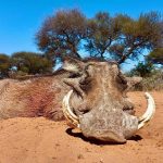 "Hunting safaris in South Africa – rhinos, buffalos and antelopes"