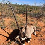 "Big game hunting in Namibia – oryx, kudu and desert safaris"