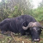 "Hunting in Uganda – kob, buffalos and unique African wildlife"