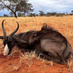 "Big game hunting in Namibia – oryx, kudu and desert safaris"