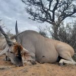 "Big game hunting in Namibia – oryx, kudu and desert safaris"