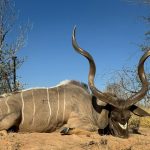 "Big game hunting in Namibia – oryx, kudu and desert safaris"