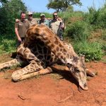 "Hunting safaris in South Africa – rhinos, buffalos and antelopes"