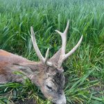 Hunting safaris in Hungary – wild boars, roe deer and red stags"