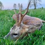 "Hunting in Poland – red deer, wild boars and wolves"