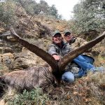 Big game hunting in Spain – driven hunts for wild boar, red deer and mouflon"