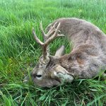 Hunting safaris in Hungary – wild boars, roe deer and red stags"