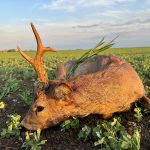 Hunting safaris in Hungary – wild boars, roe deer and red stags"