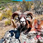 Big game hunting in Spain – driven hunts for wild boar, red deer and mouflon"