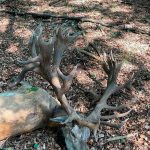 Big game hunting in Austria – red deer, chamois and roe deer in the Alps"