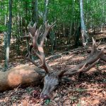 Big game hunting in Austria – red deer, chamois and roe deer in the Alps"