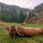 Big game hunting in Austria – red deer, chamois and roe deer in the Alps"