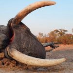 "Hunting safari in Botswana – elephants, buffalos and African antelopes"