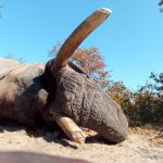 "Hunting safari in Botswana – elephants, buffalos and African antelopes"