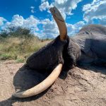 "Hunting safari in Botswana – elephants, buffalos and African antelopes"