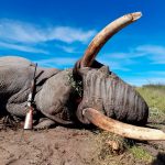 "Hunting safari in Botswana – elephants, buffalos and African antelopes"