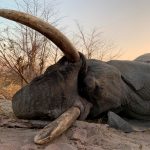 "Hunting safari in Botswana – elephants, buffalos and African antelopes"