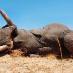 "Hunting safari in Botswana – elephants, buffalos and African antelopes"