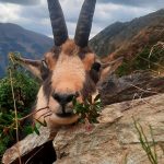 "Big game hunting in Romania – bears, wild boars and Carpathian wolves"