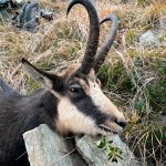 "Big game hunting in Romania – bears, wild boars and Carpathian wolves"